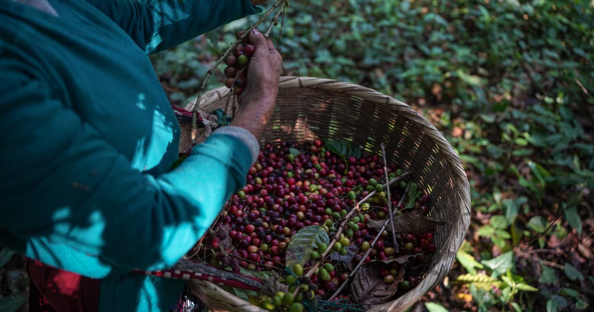 Alerta en los mercados agrícolas: El Niño amenaza con disparar los precios de alimentos clave