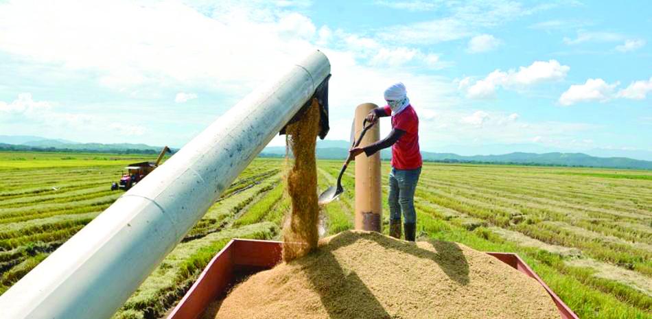Tensión en el campo: Productores de arroz rechazan paquete de medidas del Gobierno ante apertura comercial