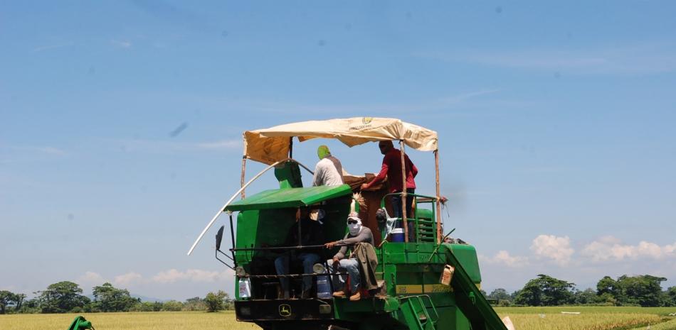 Alerta en el campo: Arroceros de Montecristi advierten grave riesgo para 15,000 empleos ante importaciones del DR-CAFTA