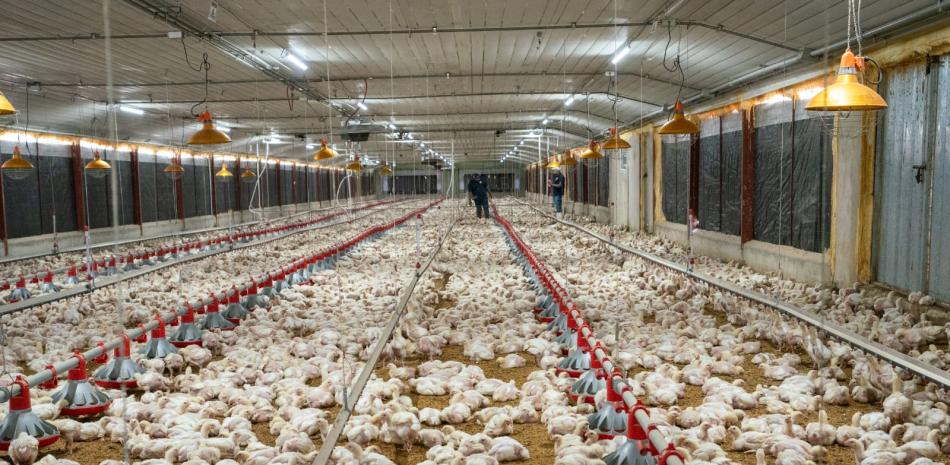 Abastecimiento garantizado: Pro Consumidor asegura estabilidad de precios y suficiente pollo para Navidad