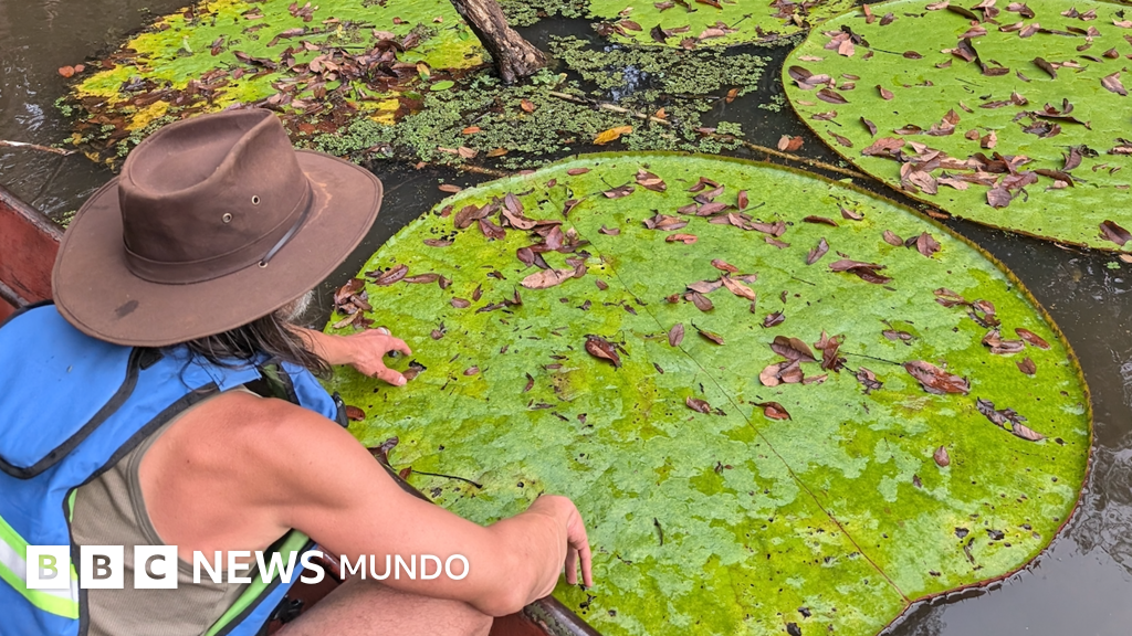 "Victoria colombiana": Descubren en las profundidades del Orinoco una nueva especie de nenúfar gigante visible desde el espacio