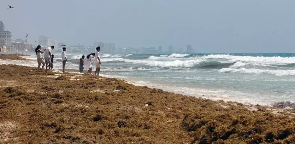 De amenaza turística a industria sostenible: Claves del BID para monetizar el sargazo en el Caribe