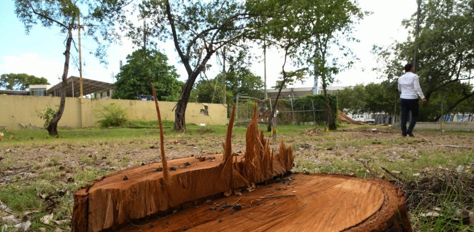Motosierras estatales: el rastro de talas urbanas sin consecuencias en la República Dominicana