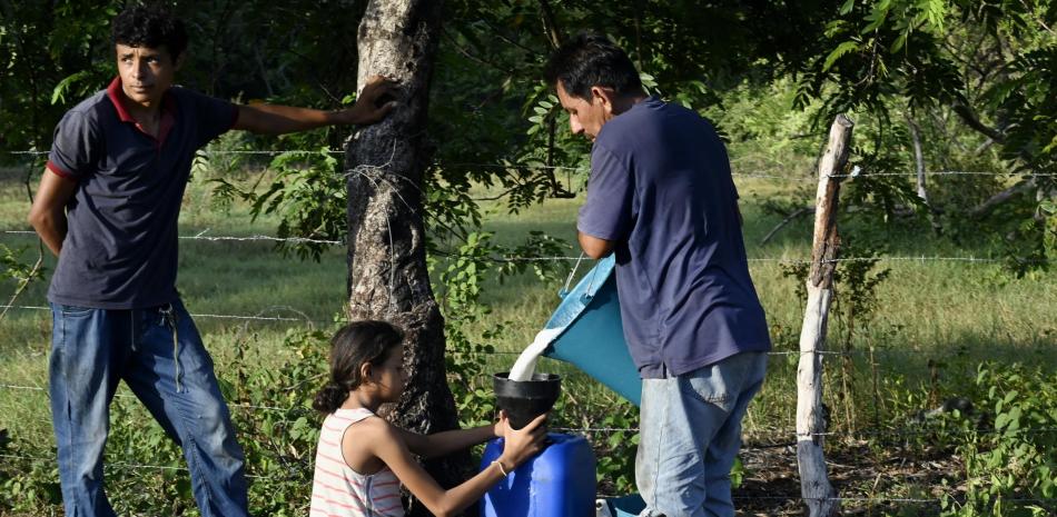 Centroamérica bajo asedio climático: El Niño desata hambruna y mortandad ganadera en el Corredor Seco