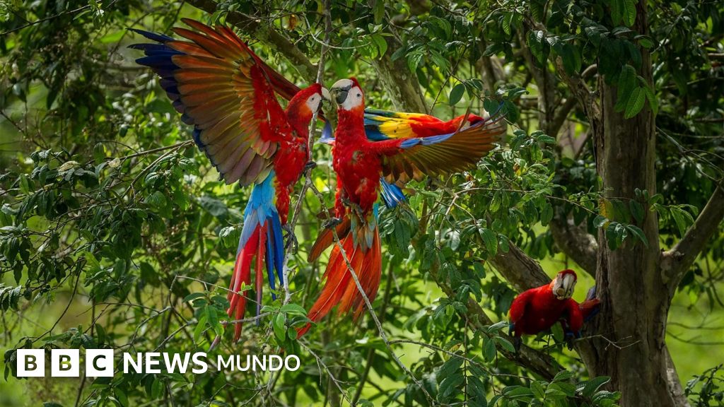 Un dilema evolutivo en la Amazonía: La innovadora estrategia científica para salvar a las crías de guacamaya roja