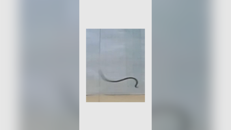 Ingenio en la naturaleza: Captan a una serpiente escapando de depredadores mediante acrobacias