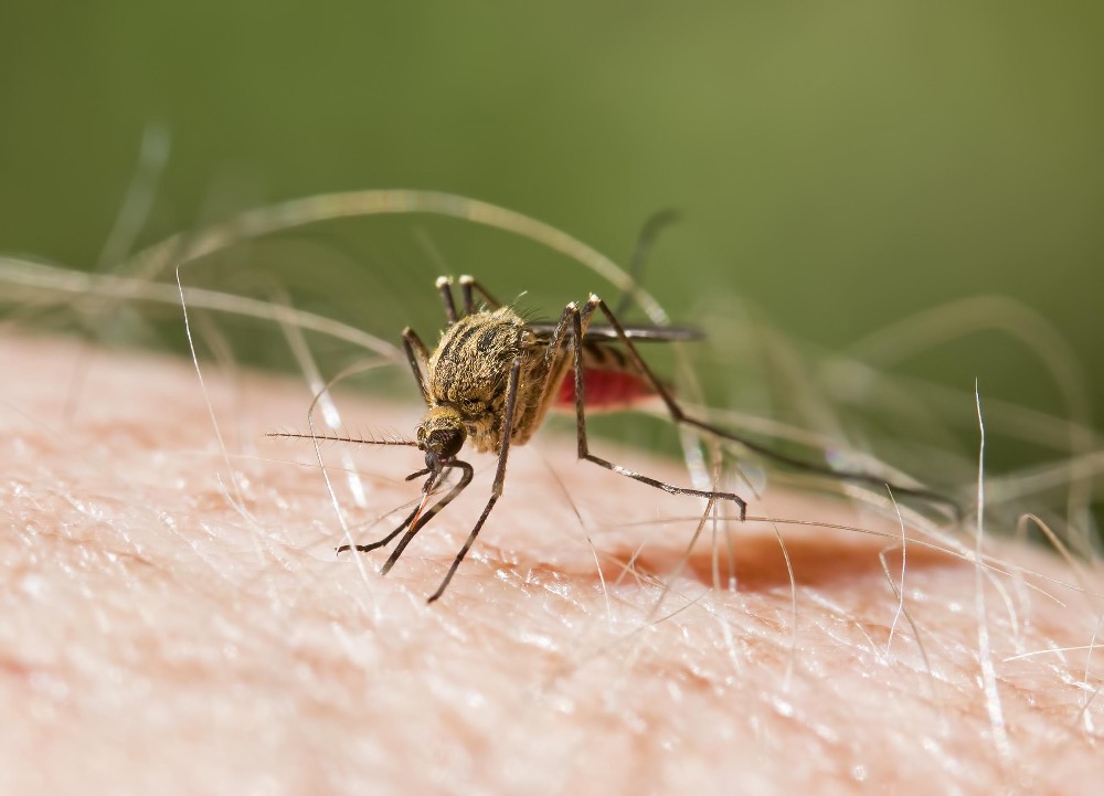 República Dominicana logra reducción del 82% en casos de malaria y mantiene cero defunciones en 2026