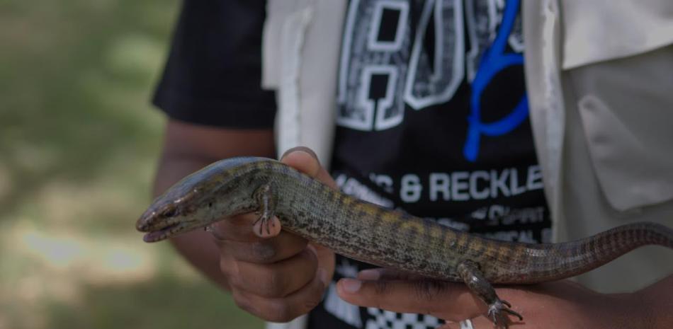 Hallan en Villa Altagracia dos ejemplares de lucía gigante, reptil en peligro crítico de extinción